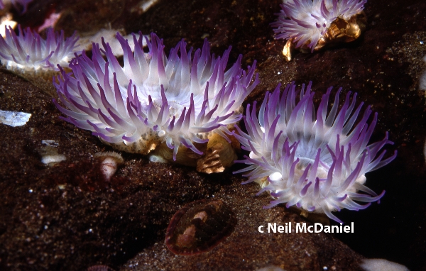 Photo of Anthopleura elegantissima by <a href="http://www.seastarsofthepacificnorthwest.info/">Neil McDaniel</a>